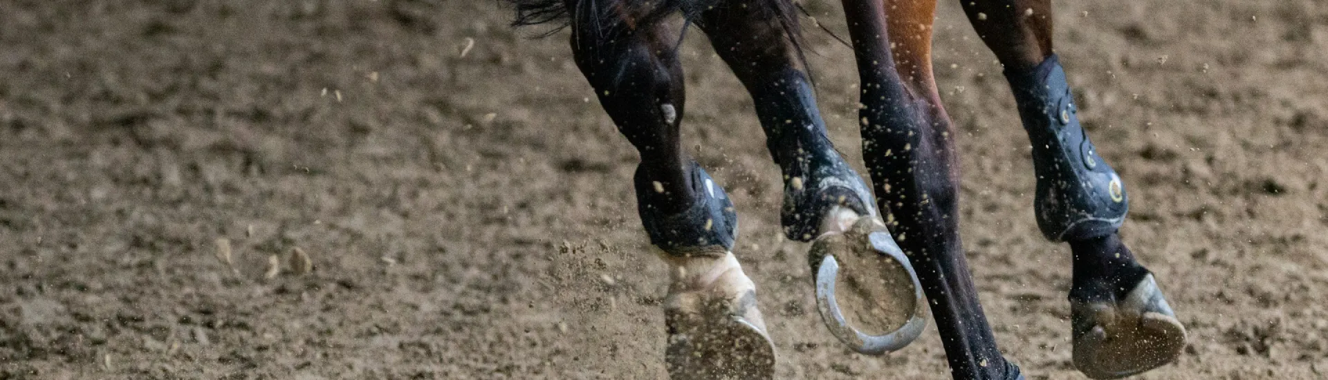 Titelbild-HucksReitsport-unsplash-PhilippeOursel